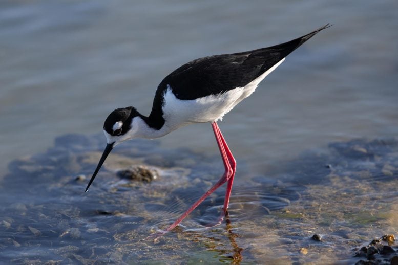 Black Necked Stilt Close Up