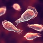 Brain Eating Amoebae