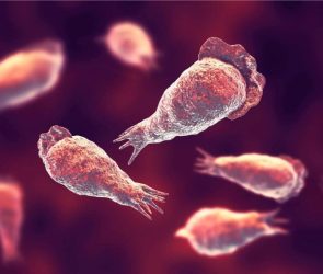 Brain Eating Amoebae