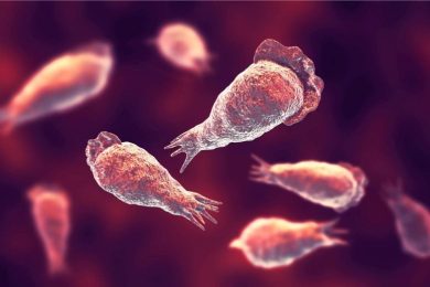 Brain Eating Amoebae