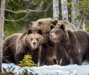 Facial recognition AI trained to work on bears