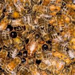 Busy Honey Bee (Apis mellifica) Hive