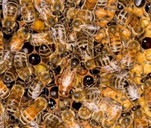 Busy Honey Bee (Apis mellifica) Hive