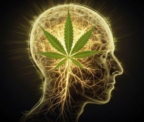 Cannabis Brain Network