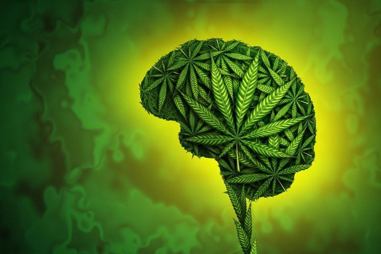 Cannabis Effects Brain Marijuana Mental Health
