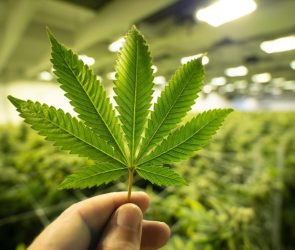 Cannabis Growing Shopping