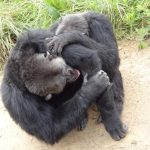 Chimpanzees Grooming
