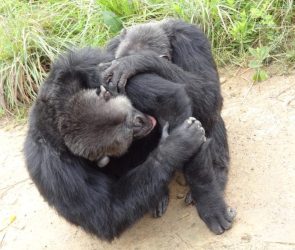 Chimpanzees Grooming