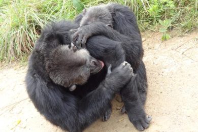 Chimpanzees Grooming