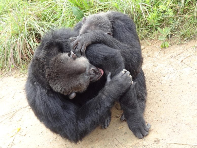Chimpanzees Grooming