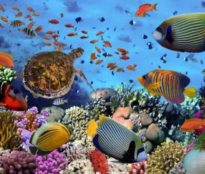 Coral Reef Many Fish Sea Turtle