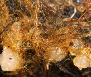 Cremastra variabilis Seedlings Entwined With Fungal Hyphae