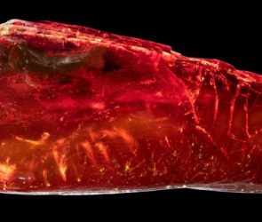 Ctenobethylus goepperti in Amber