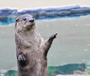 Cute North American River Otter