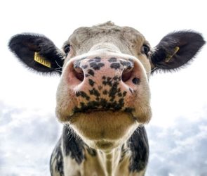 Dairy Cow Close Up