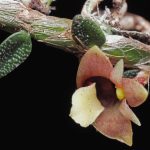 Zombie fungus, 'living stones' among favorite botany discoveries of 2025