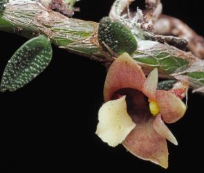 Zombie fungus, 'living stones' among favorite botany discoveries of 2025