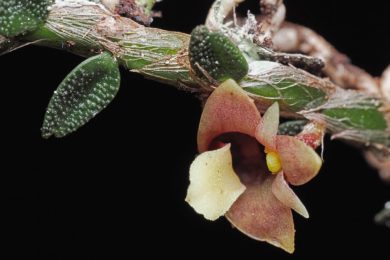 Zombie fungus, 'living stones' among favorite botany discoveries of 2025