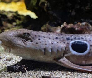 Epaulette Shark Underwater Close Up