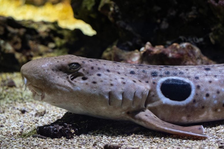 Epaulette Shark Underwater Close Up