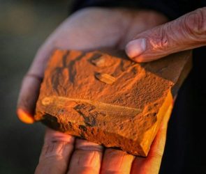 Fossilized Fish From McGraths Flat