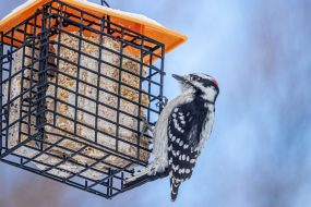 Winter Bird Feeding Tips for the Peak of Bird Watching Season (2026)