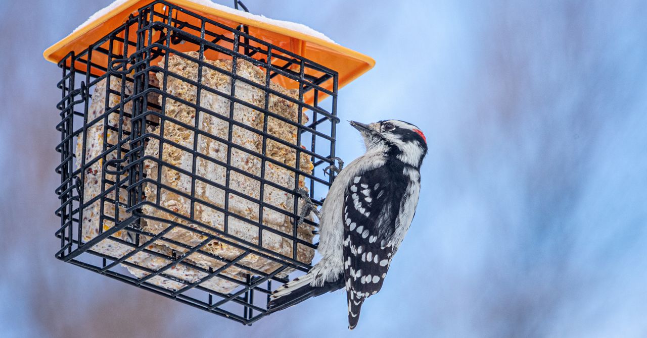 Winter Bird Feeding Tips for the Peak of Bird Watching Season (2026)