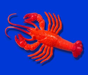 Red rubber lobster toy on blue background