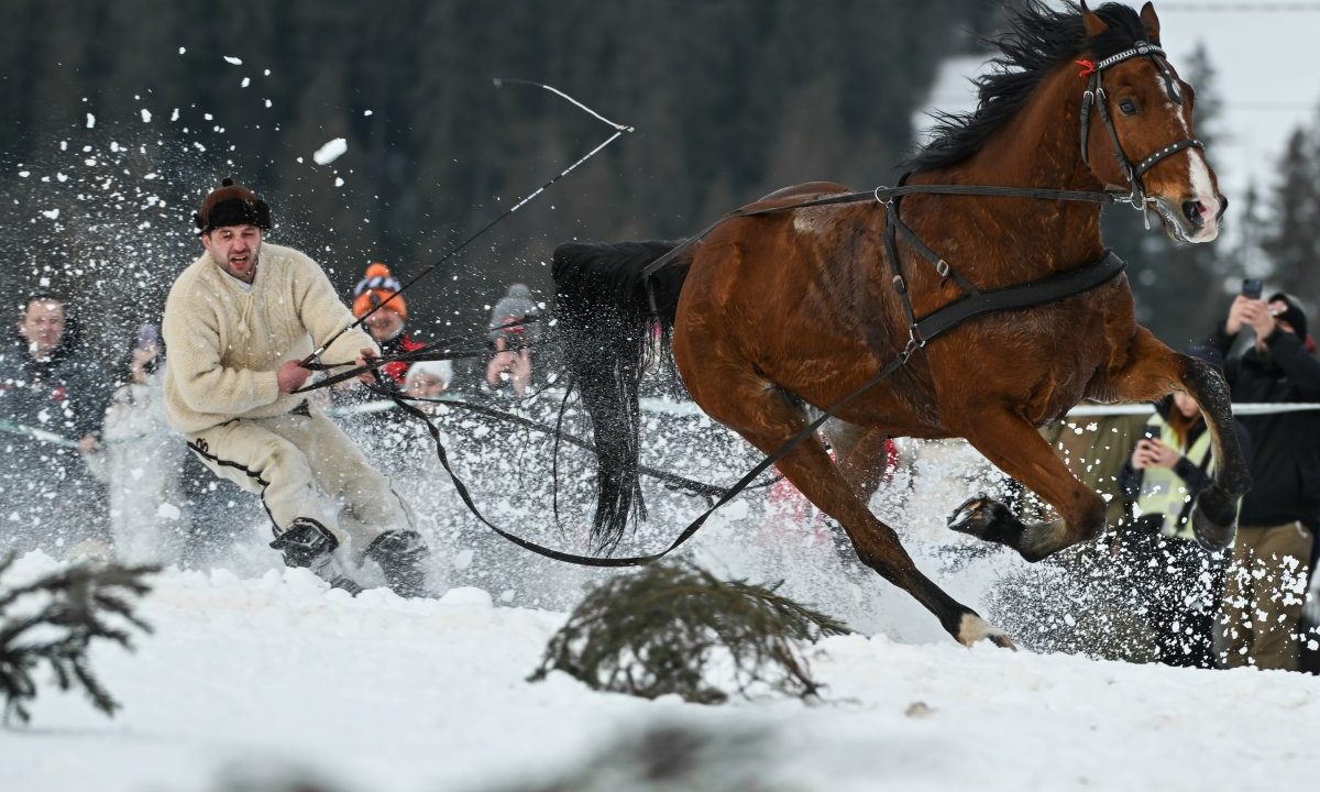 The extreme sport of skijoring, where horses pull skiers at 40 mph