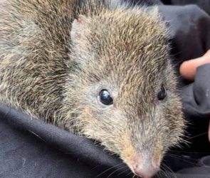 Gilbert’s Potoroo