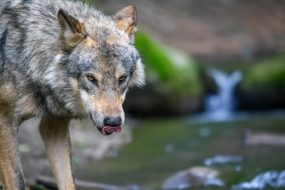 Gray Wolf (Canis lupus) Hunting