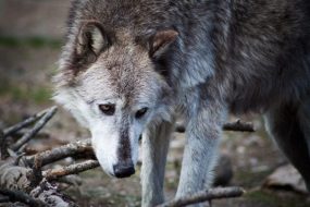Gray Wolf in Yellowstone National Park