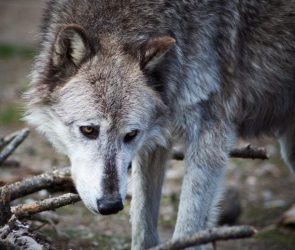 Gray Wolf in Yellowstone National Park