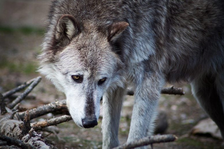 Gray Wolf in Yellowstone National Park