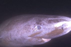 Dissected Greenland shark eyeballs could help humans see forever