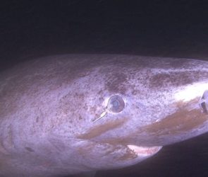 Dissected Greenland shark eyeballs could help humans see forever