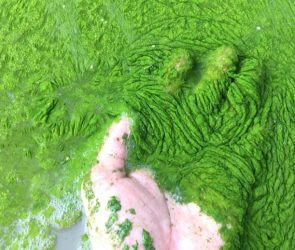 Hand Harmful Algae Bloom