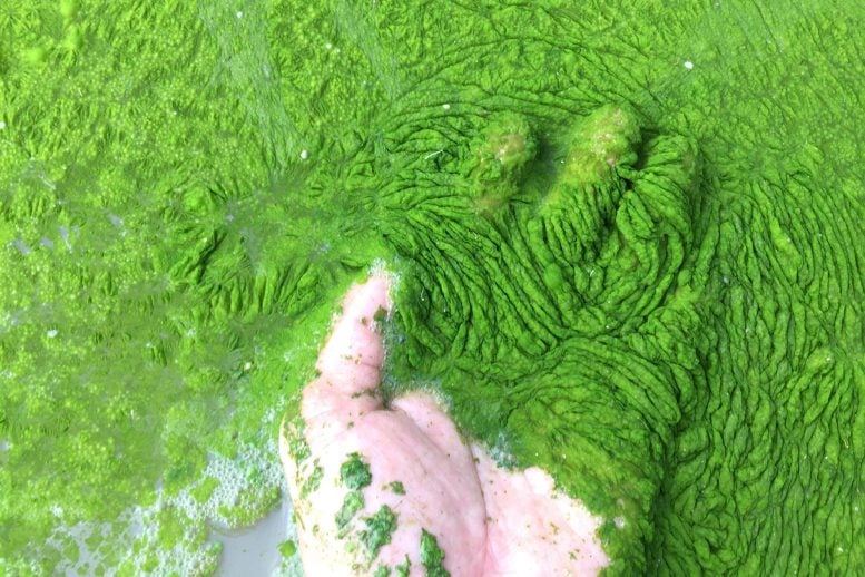 Hand Harmful Algae Bloom