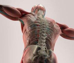 Human Anatomy Back Spine Muscle Bone