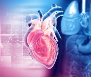 Human Anatomy Heart Structure 3D