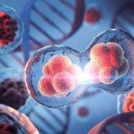 Human Cell Division Genetics DNA