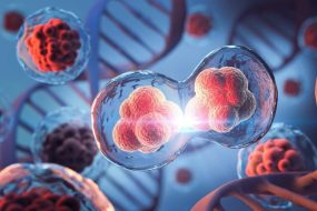 Human Cell Division Genetics DNA