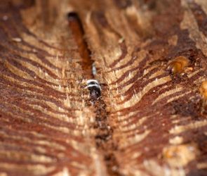 Infected Bark Beetle