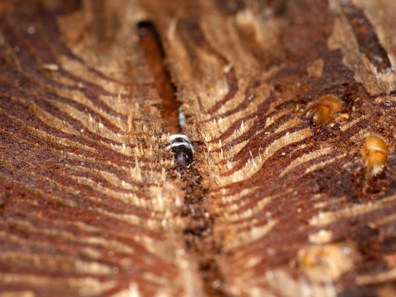 Infected Bark Beetle
