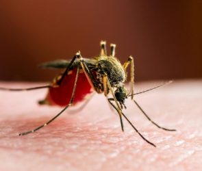 Infected Mosquito Biting Human Skin Yellow Fever Malaria Zika Virus