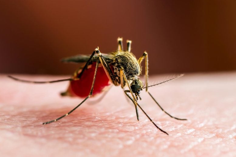 Infected Mosquito Biting Human Skin Yellow Fever Malaria Zika Virus
