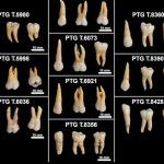 Iron Age teeth reveal the hidden lives of ancient Italians