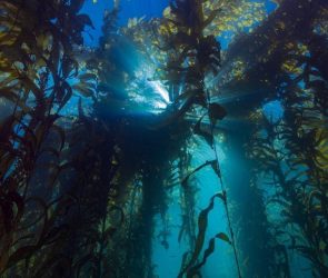 Kelp Forest Underwater Blocking Sun