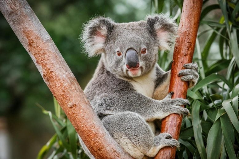 Koala Staring