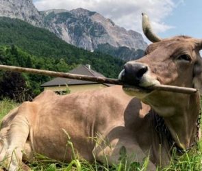 ‘Veronika’ Is the First Cow Known to Use a Tool